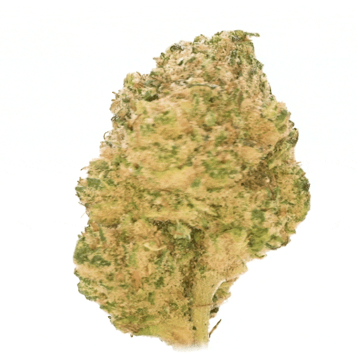 LeGrossiste Critical 2.0 hydro CBD-blomst 25g ananas