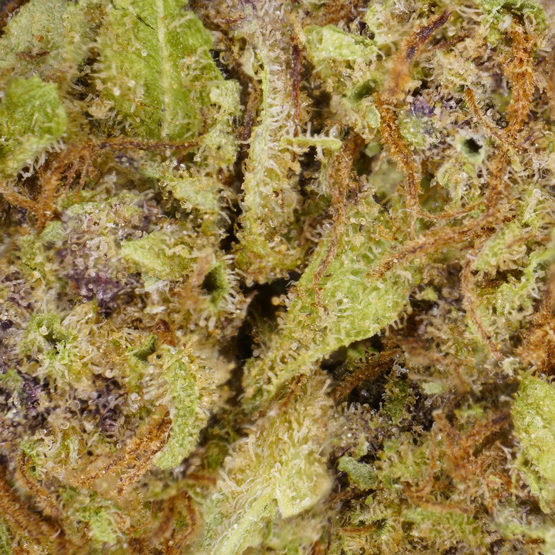 LeGrossiste Black Diamond cbd-blomst 25g drivhus