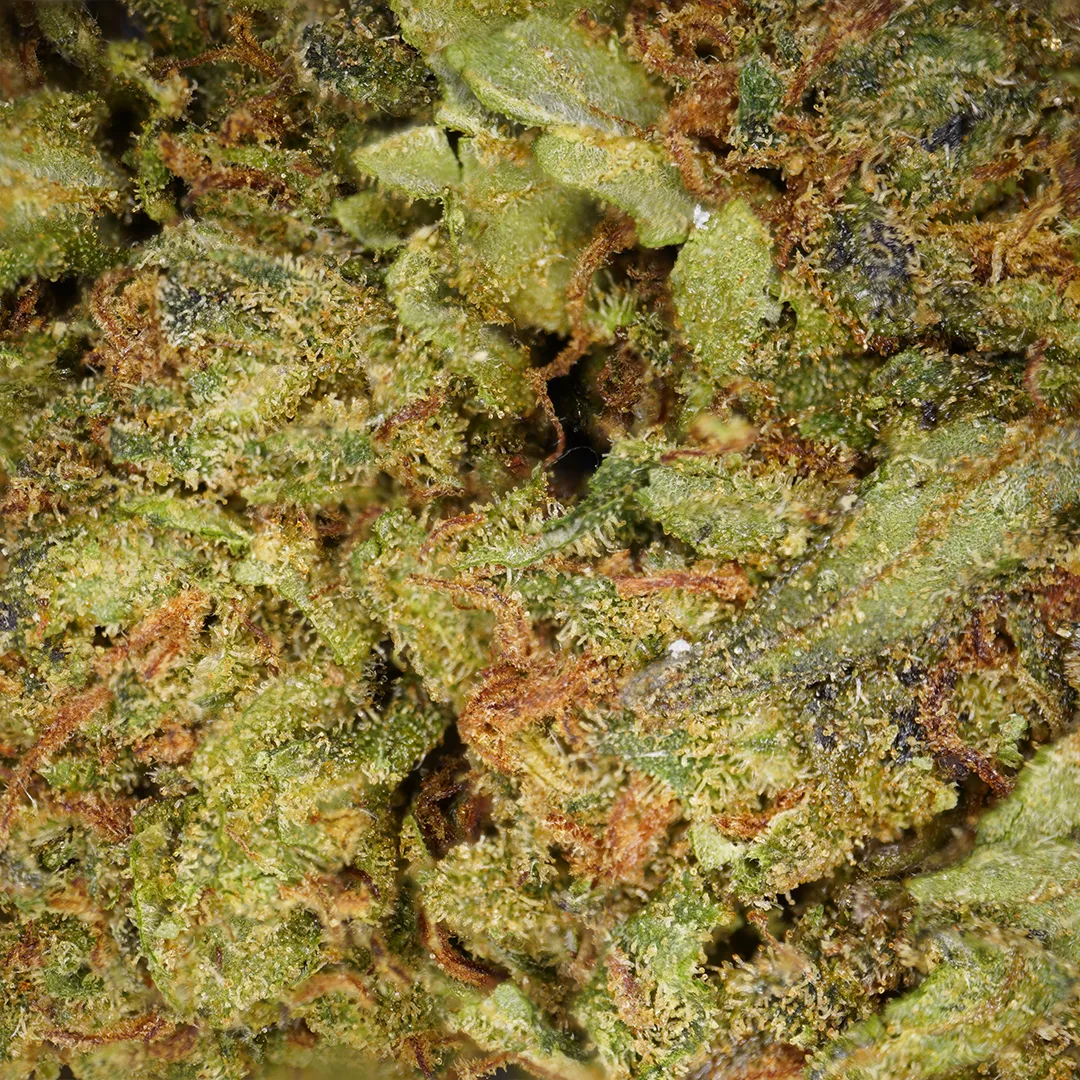 LeGrossiste Amnesia greenhouse CBD-blomst 25g blåbær
