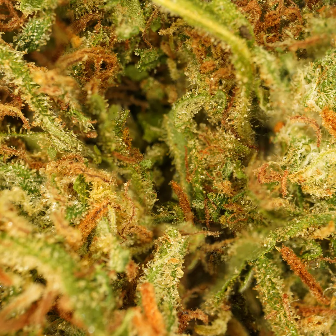 LeGrossiste Cali Grape CBD-blomst 25 g drue