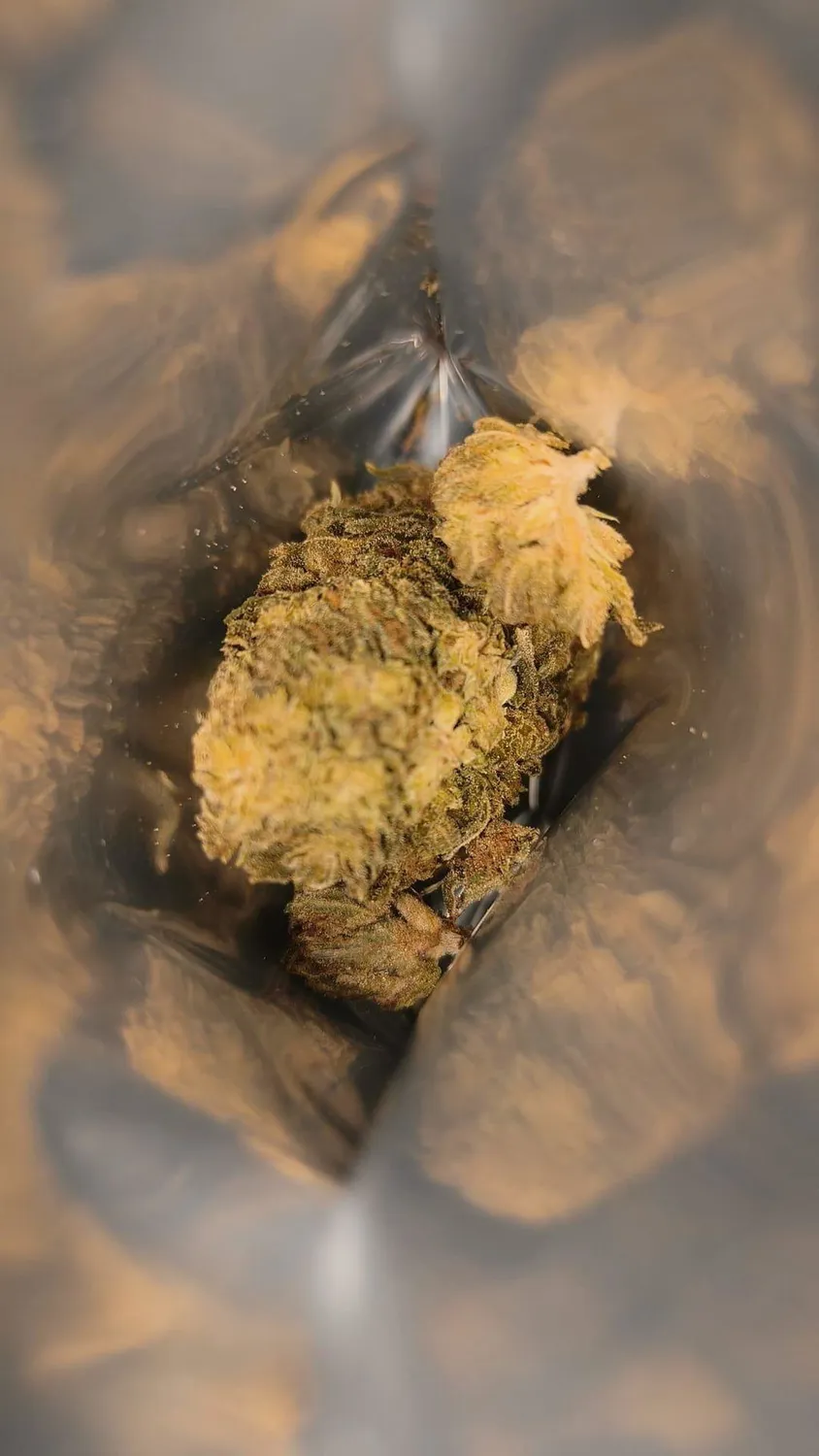 Canapuff 9 Pound Hammer 9H-HHCP topskudd 1g sitrus