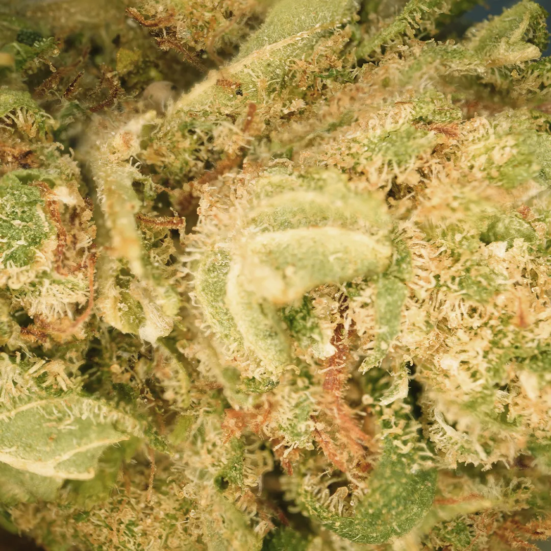LeGrossiste Mango Haze CBD-blomst 25 g hydro søt