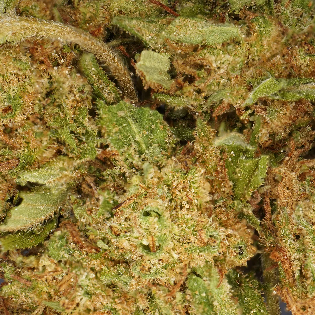 LeGrossiste Bubba Kush CBD-blomst 25 g drivhus