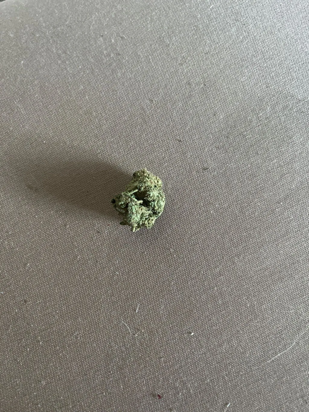 Canapuff Panic Monkey THCA-blomster 1 g 99% frukt