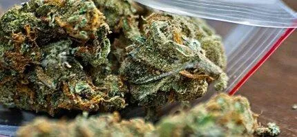 Canapuff Lemon Skunk 14% CBD-blomst 1g sitrus