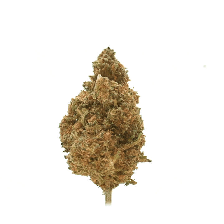 LeGrossiste Jack Herer CBD-blomst drivhus 25 g pepper
