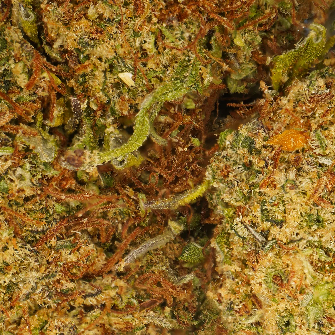 LeGrossiste Cheesecake CBD-blomst 25g indoor