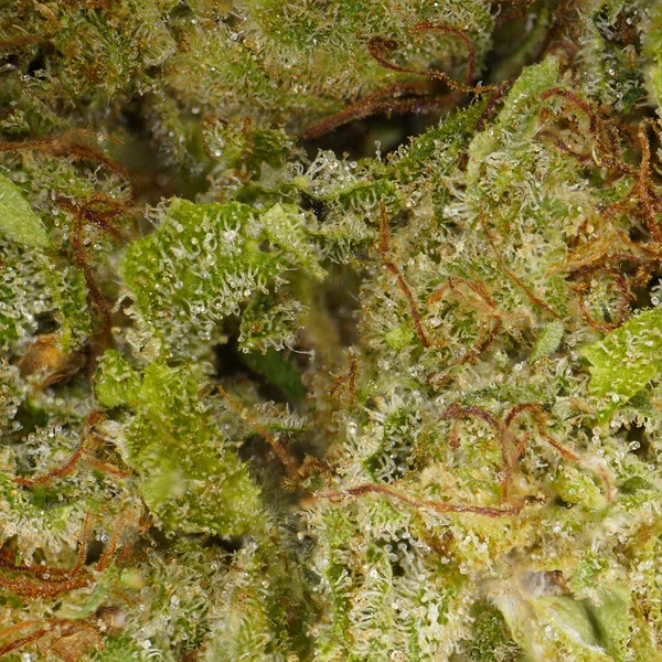 LeGrossiste Plutonium CBD-blomst 25 gram hydro treaktig