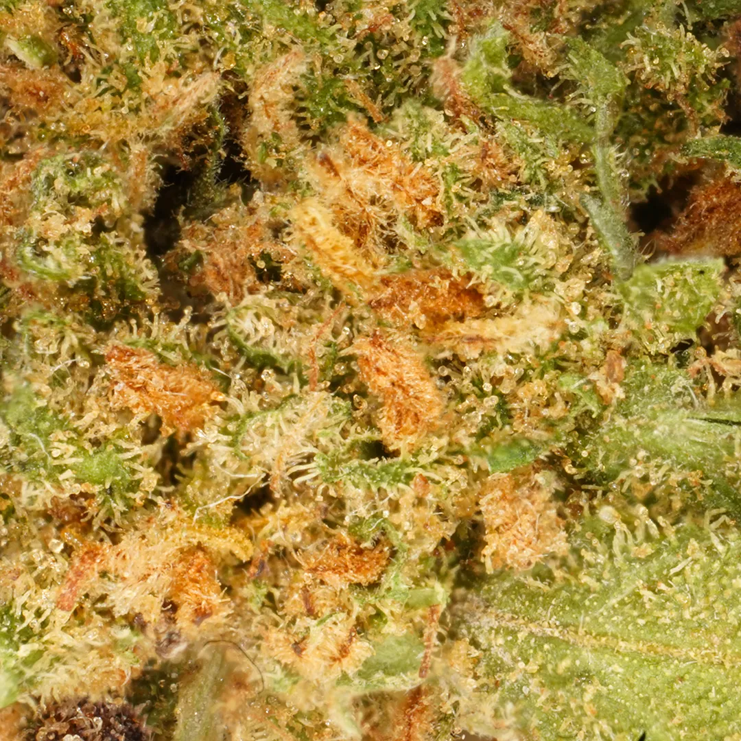 LeGrossiste White Widow små CBD-blomster 25 gram indoor