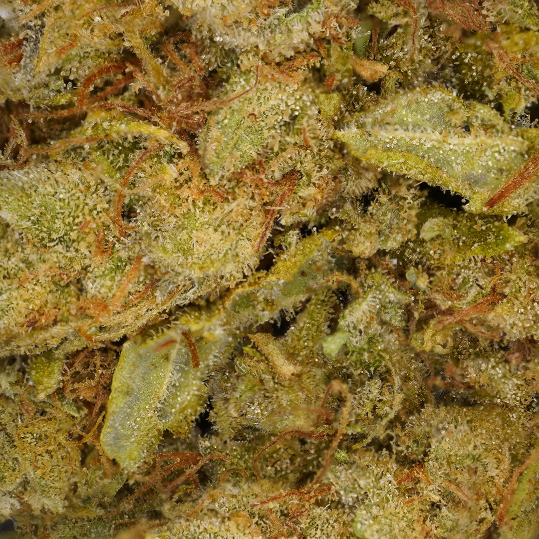 LeGrossiste Amnesia CBD-blomst 25 g – hydroponisk