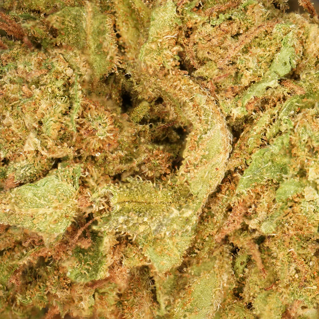 LeGrossiste Lemon CBD-blomst 25 gram småknopper