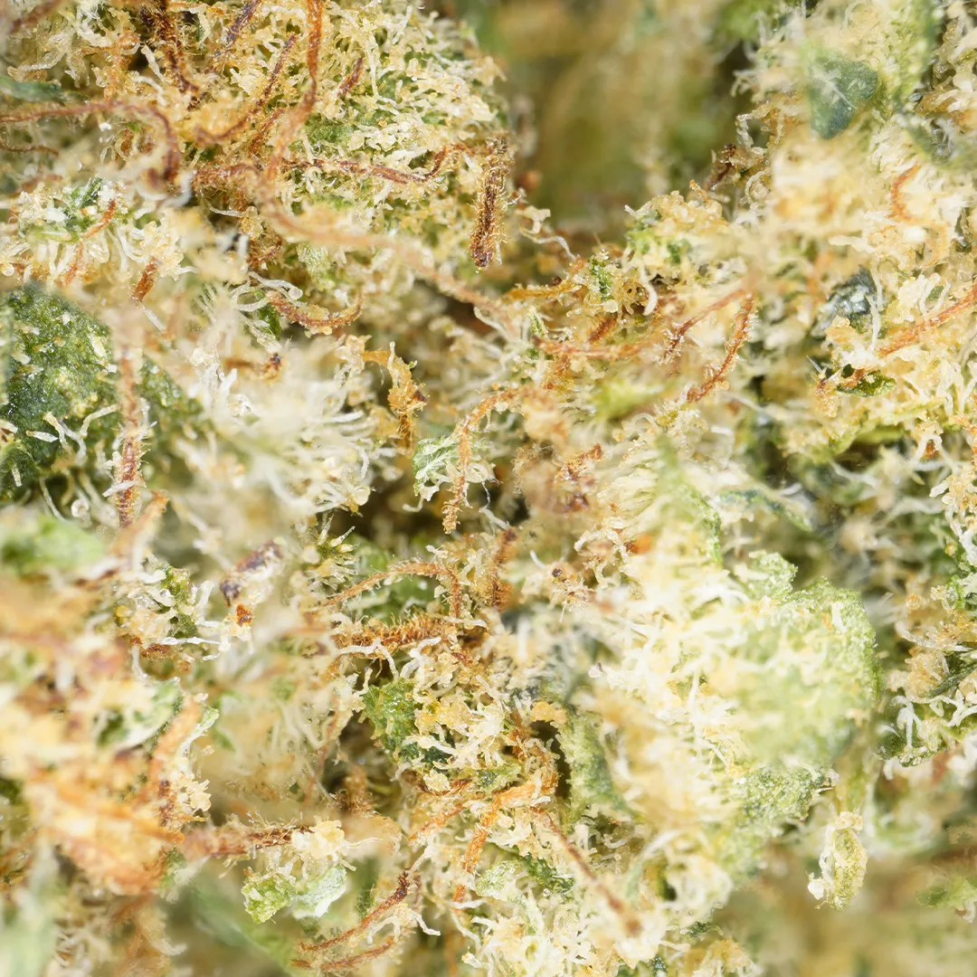 LeGrossiste Critical 2.0 hydro CBD-blomst 25g ananas