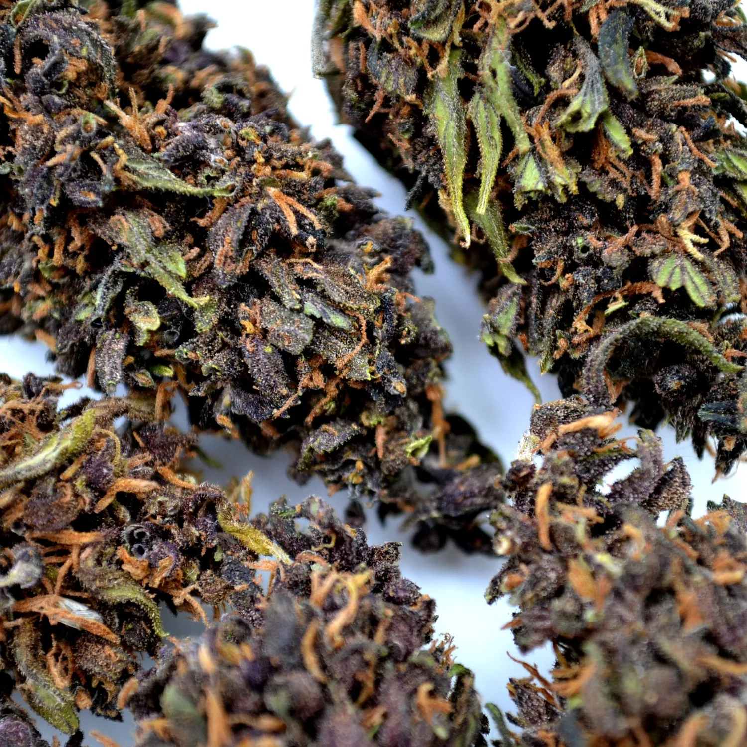 LeGrossiste Purple Haze indoor CBD-blomst 25 g bær