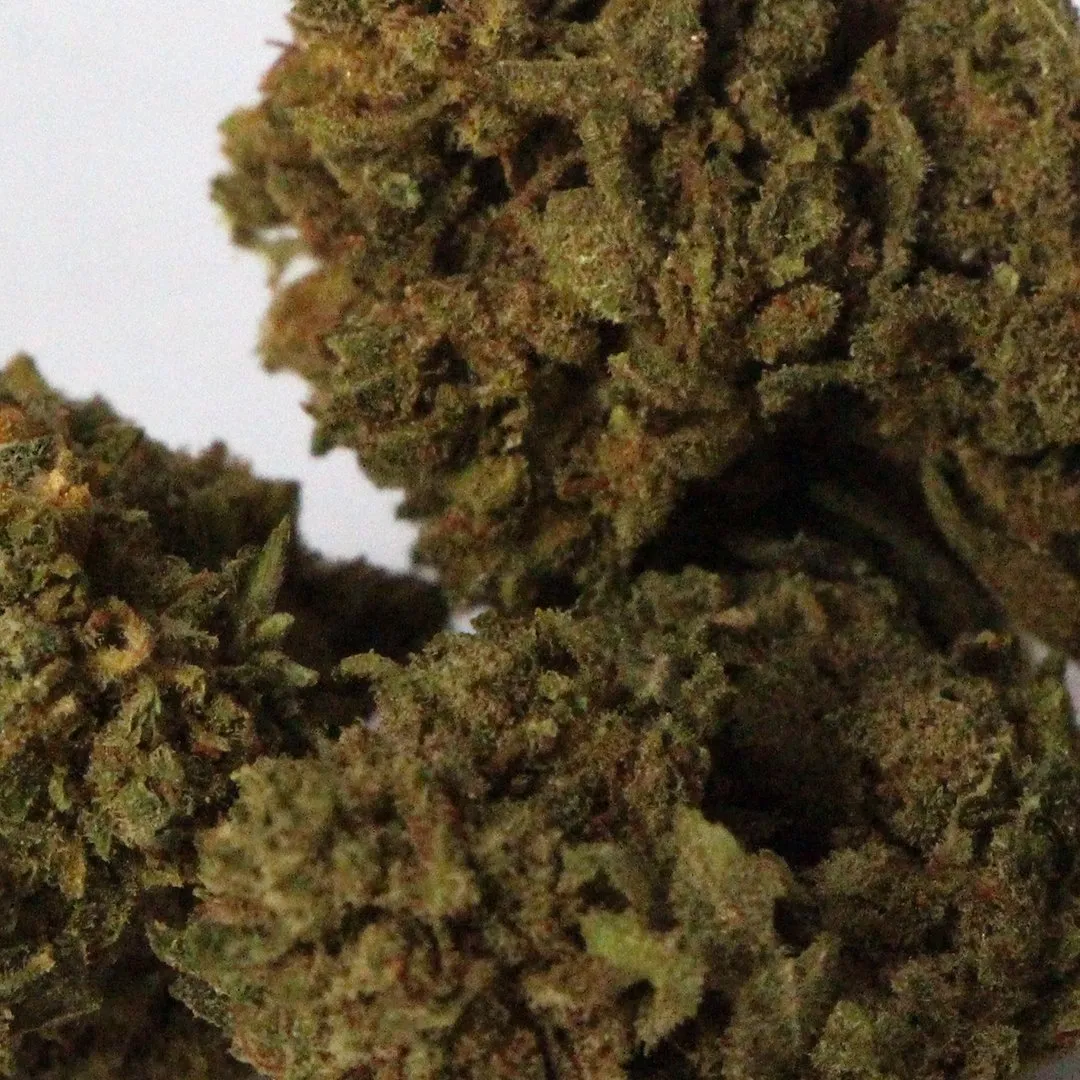 LeGrossiste Lemon CBD-blomst 25 g – indoor sitron