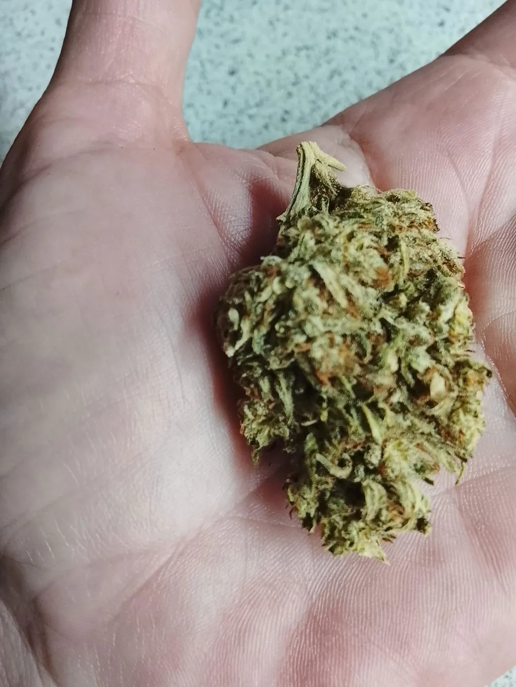 Canapuff Gorilla 69% thcv-blomster 1 g fruktig