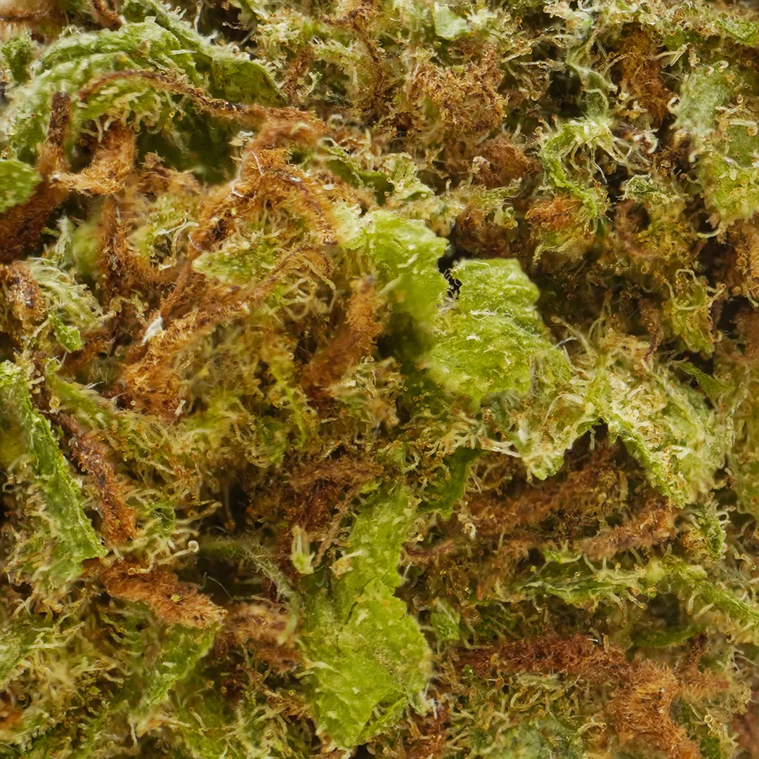 LeGrossiste Blueberry CBD-blomst 25 g drivhus