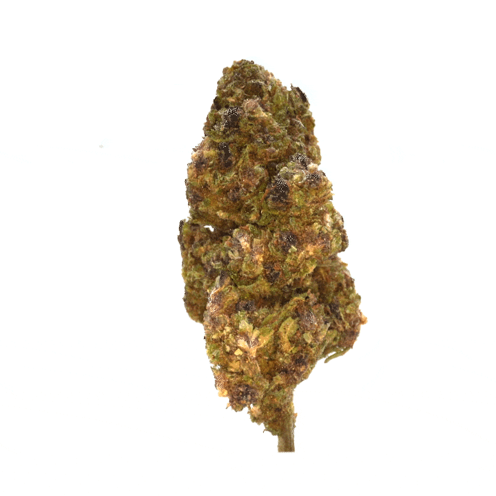 LeGrossiste Purple Haze Sous-serre CBD-blomst 25 g fruktig