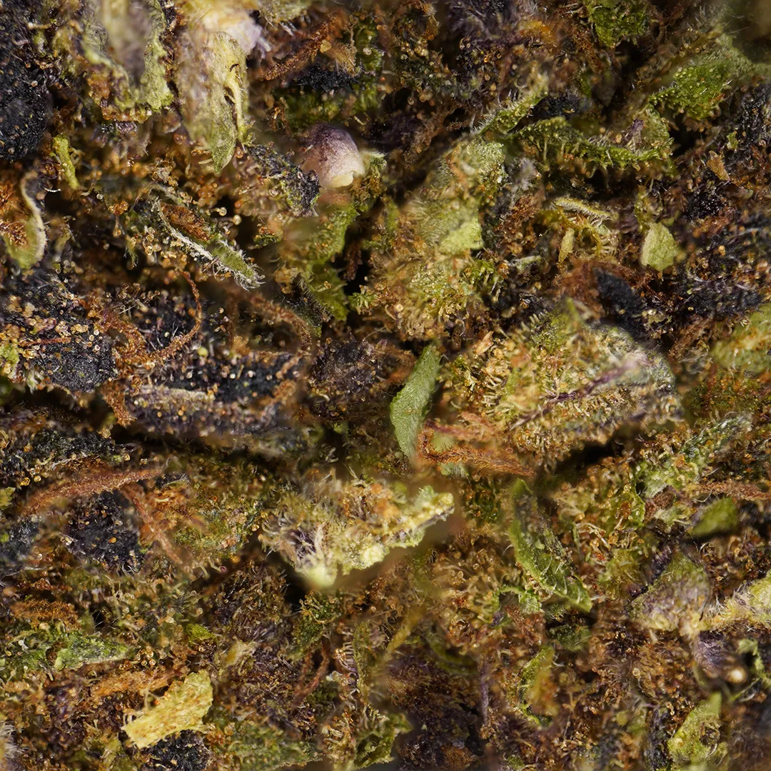 LeGrossiste Purple Haze Sous-serre CBD-blomst 25 g fruktig