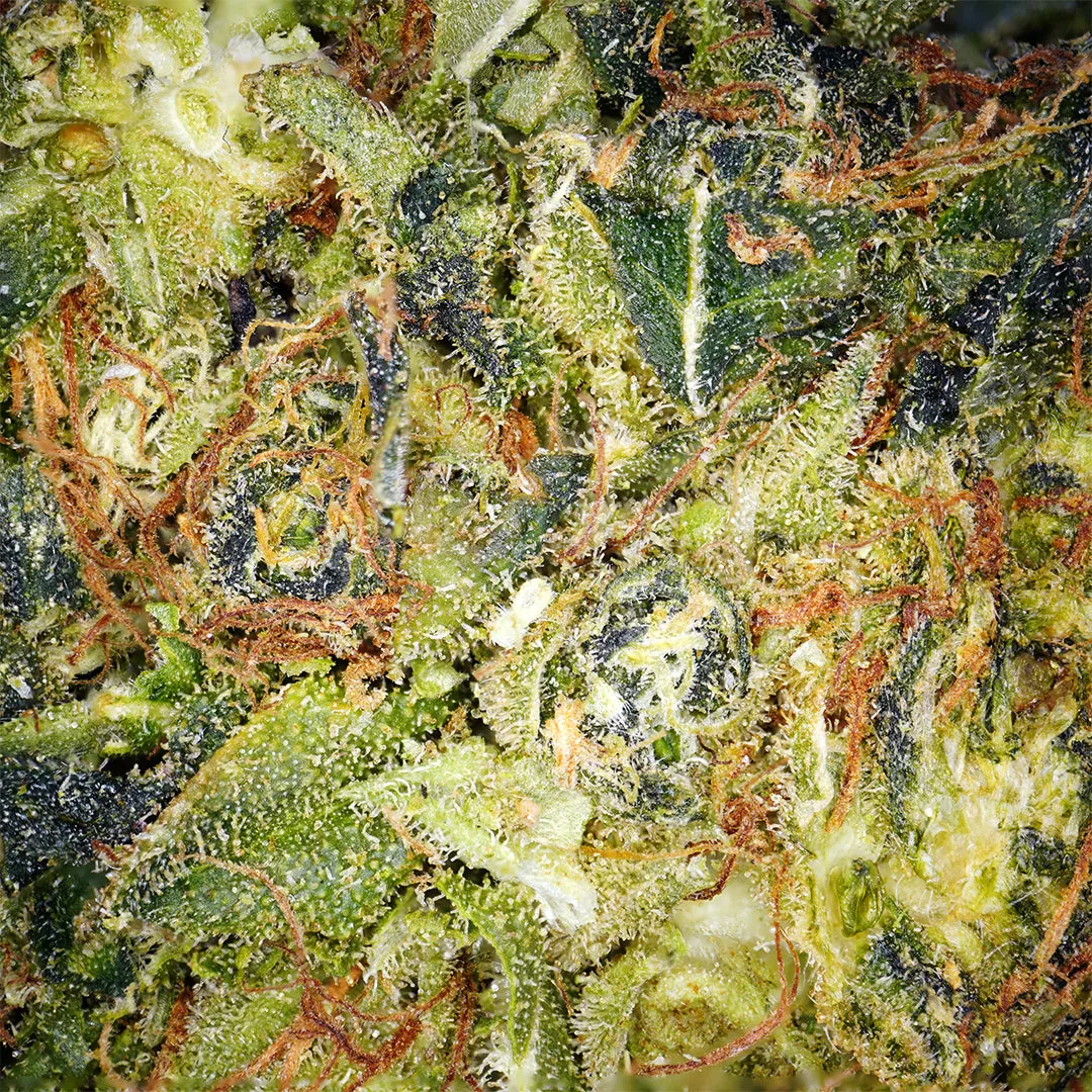 LeGrossiste Frozen CBD-blomst 25g hydro mentol