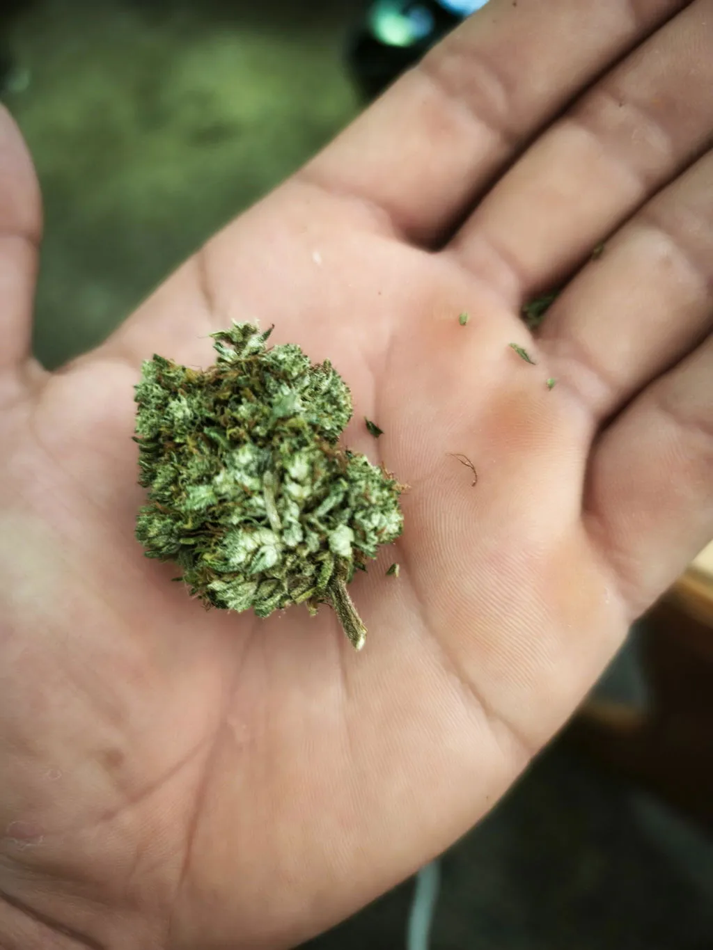 Canapuff Monkey Glue THCA-topskudd 1g harpiks