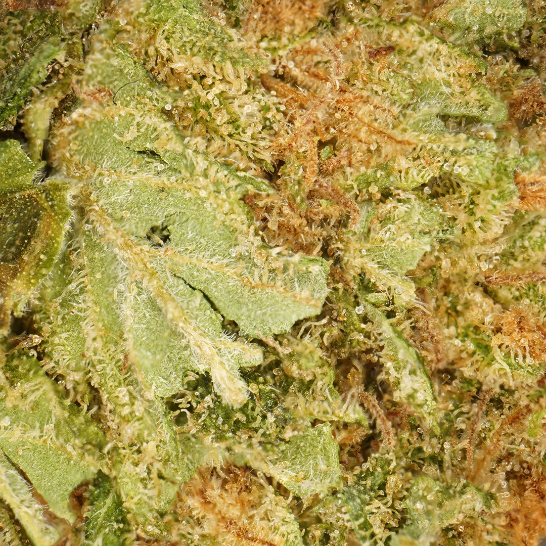 LeGrossiste Harlequin CBD-blomst 25 g drivhus myk