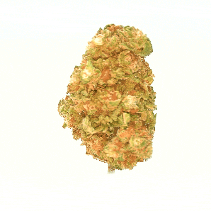 LeGrossiste Gelato Indoor CBD-blomster 25 gram kremet søt