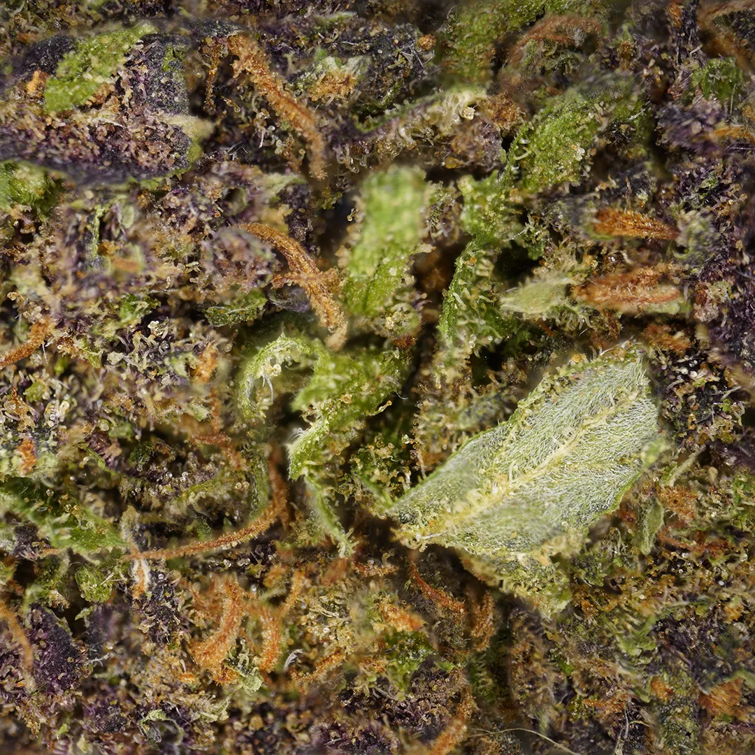 LeGrossiste Rainbow Runtz CBD-blomst 25 g indoor søt