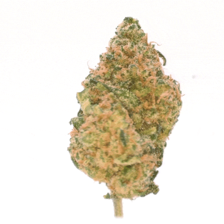 LeGrossiste Blue Dream CBD-blomst hydro 25 gram