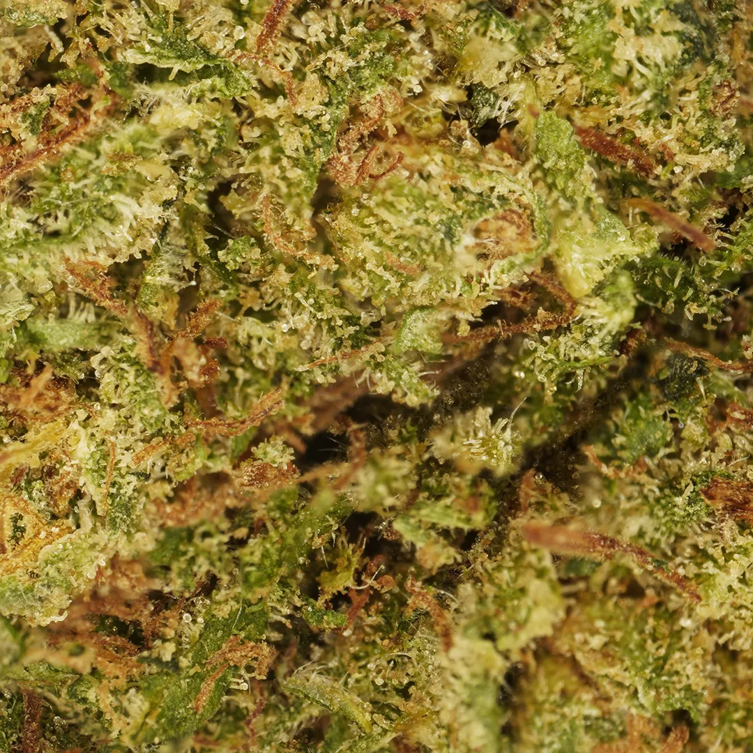LeGrossiste Cookie Kush CBD-blomst 25 g indoor