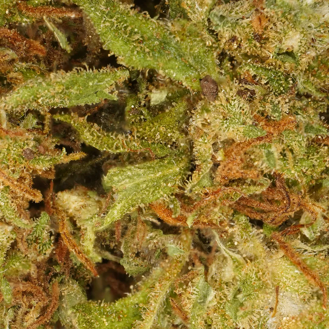 LeGrossiste Orange Bud CBD-blomst 25 g greenhouse