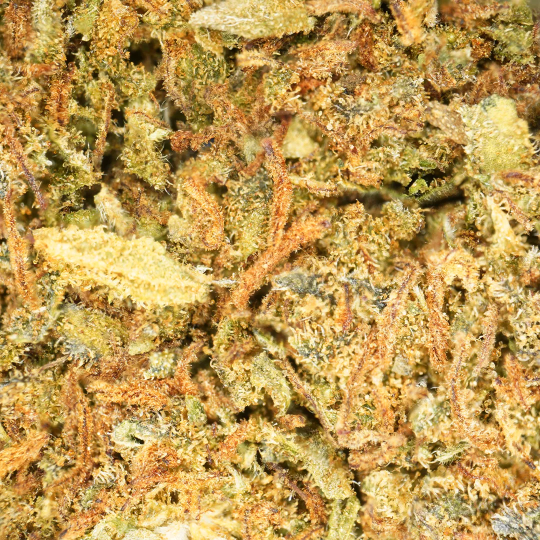 LeGrossiste Jack Herer CBD-blomst drivhus 25 g pepper