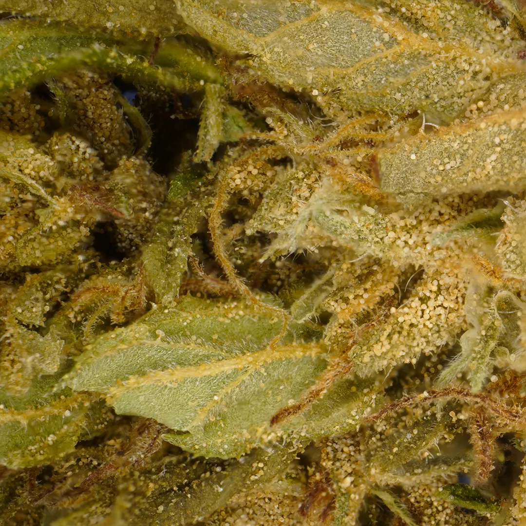 LeGrossiste Banana CBG småbuds 25 gram drivhus