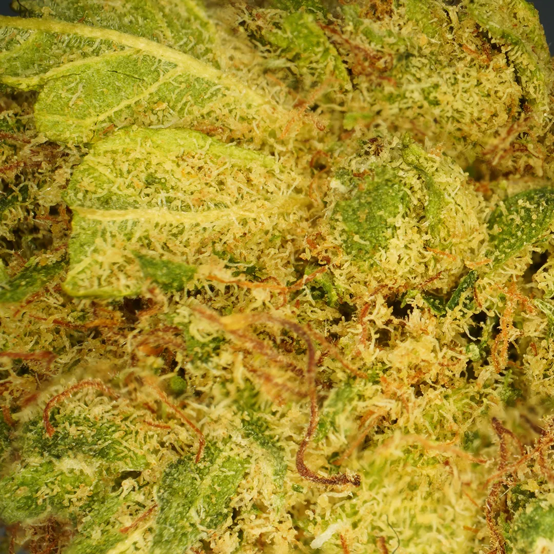 LeGrossiste L.A Cali CBD-blomst 25 g hydro