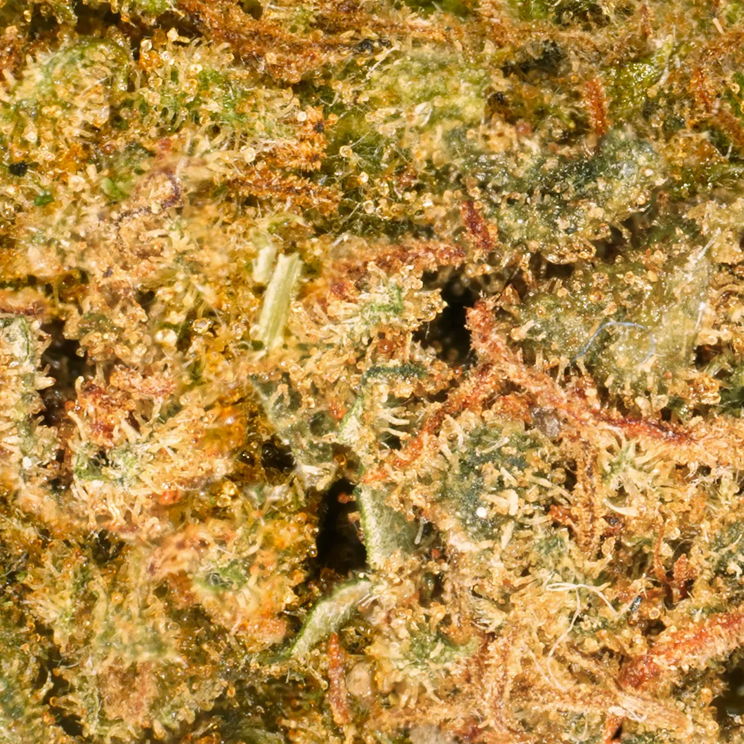 LeGrossiste Hawaiian CBD-småblomst drivhus tropisk
