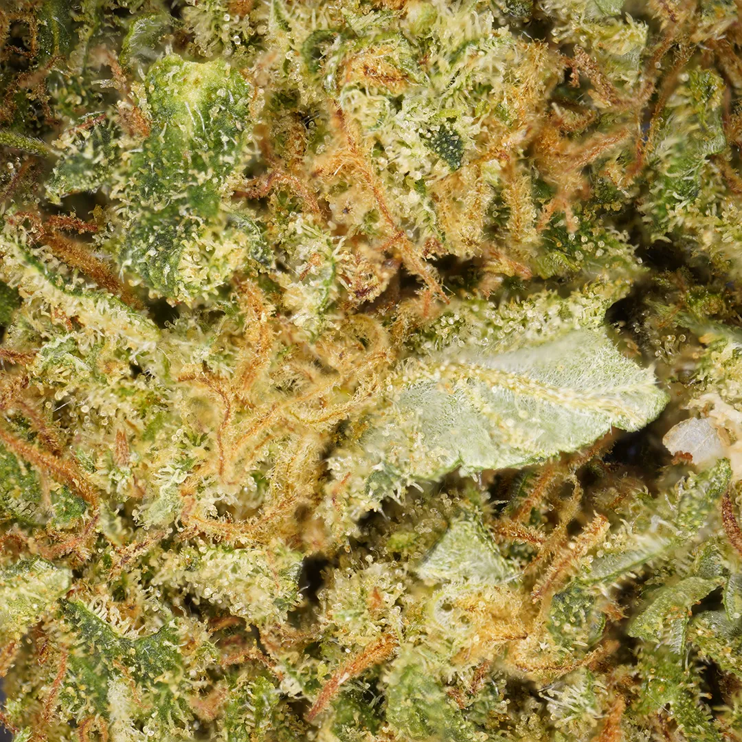 LeGrossiste Tropical Haze blomst 25g indoor frukt