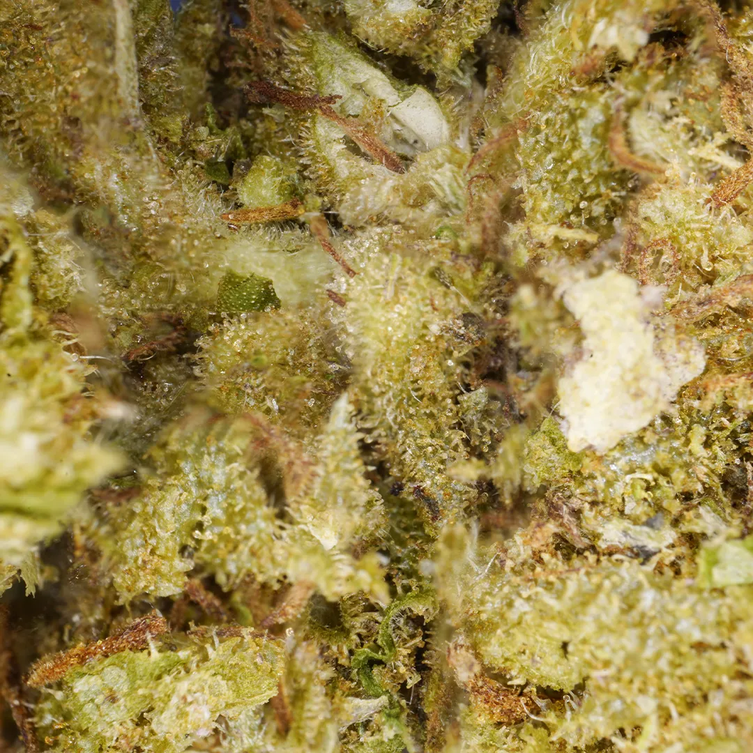LeGrossiste Northern Lights CBD-blomst 25g furu