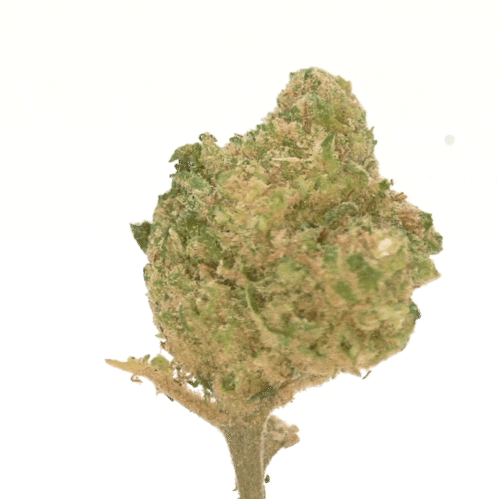 LeGrossiste Mango Haze CBD-blomst 25 g hydro søt