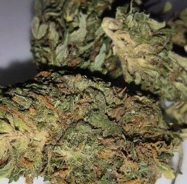 Canapuff Panic Monkey THCA-blomster 1 g 99% frukt