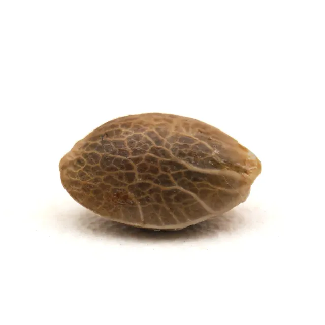 LeGrossiste Bruce Banner samlefrø feminisert 1 frø