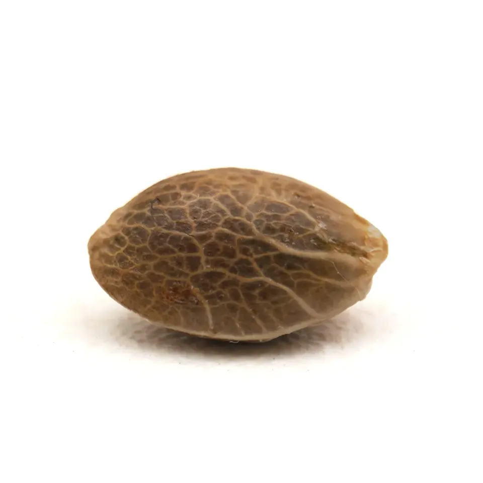 LeGrossiste Bruce Banner samlefrø feminisert 1 frø