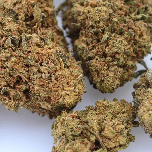 LeGrossiste Orange Bud CBD-blomst 25 g småbuds drivhus
