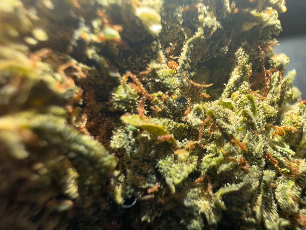 Canapuff High Monster Ultra Edition indica blomst 1g