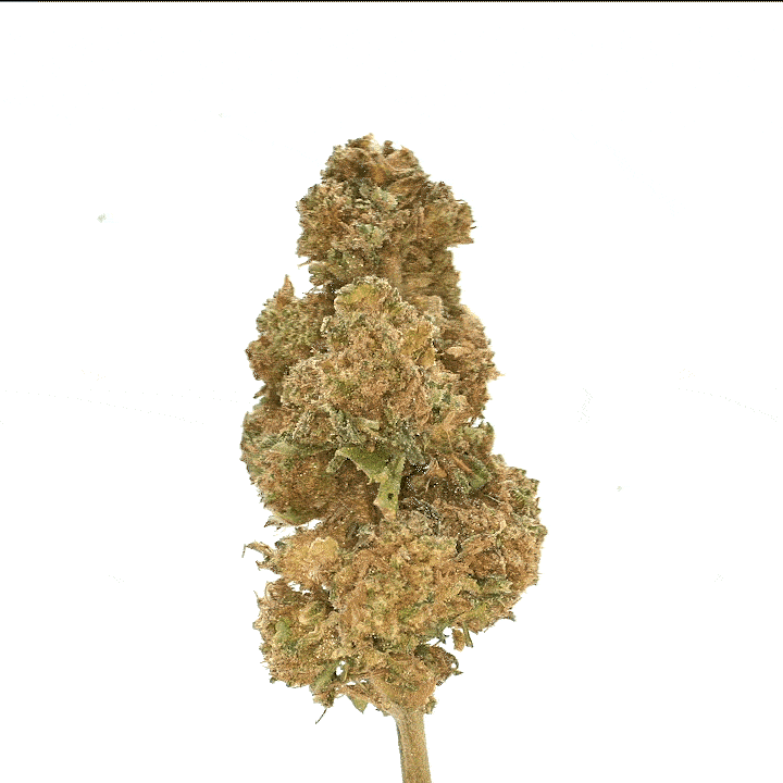 LeGrossiste Gorilla Glue indoor CBD-blomst 25g fruktig