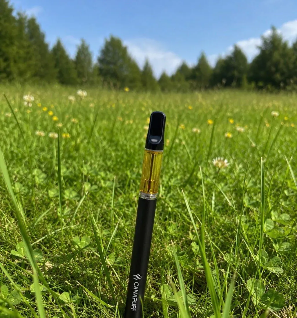 Canapuff CBD OG Kush 95% vape penn sitrus furu