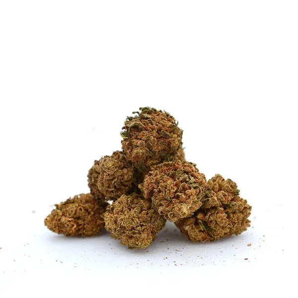 LeGrossiste Orange Bud CBD-blomst 25 g småbuds drivhus