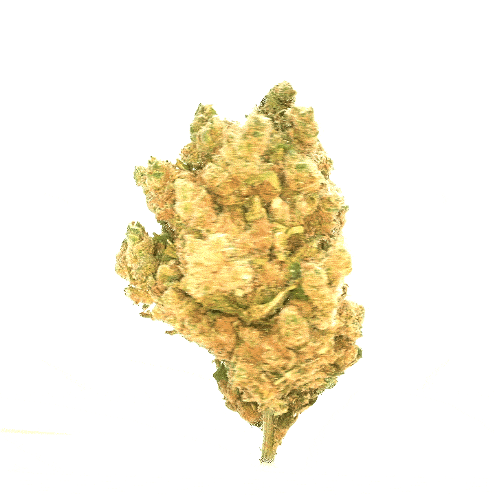 LeGrossiste Amnesia CBD-blomst 25 g – hydroponisk