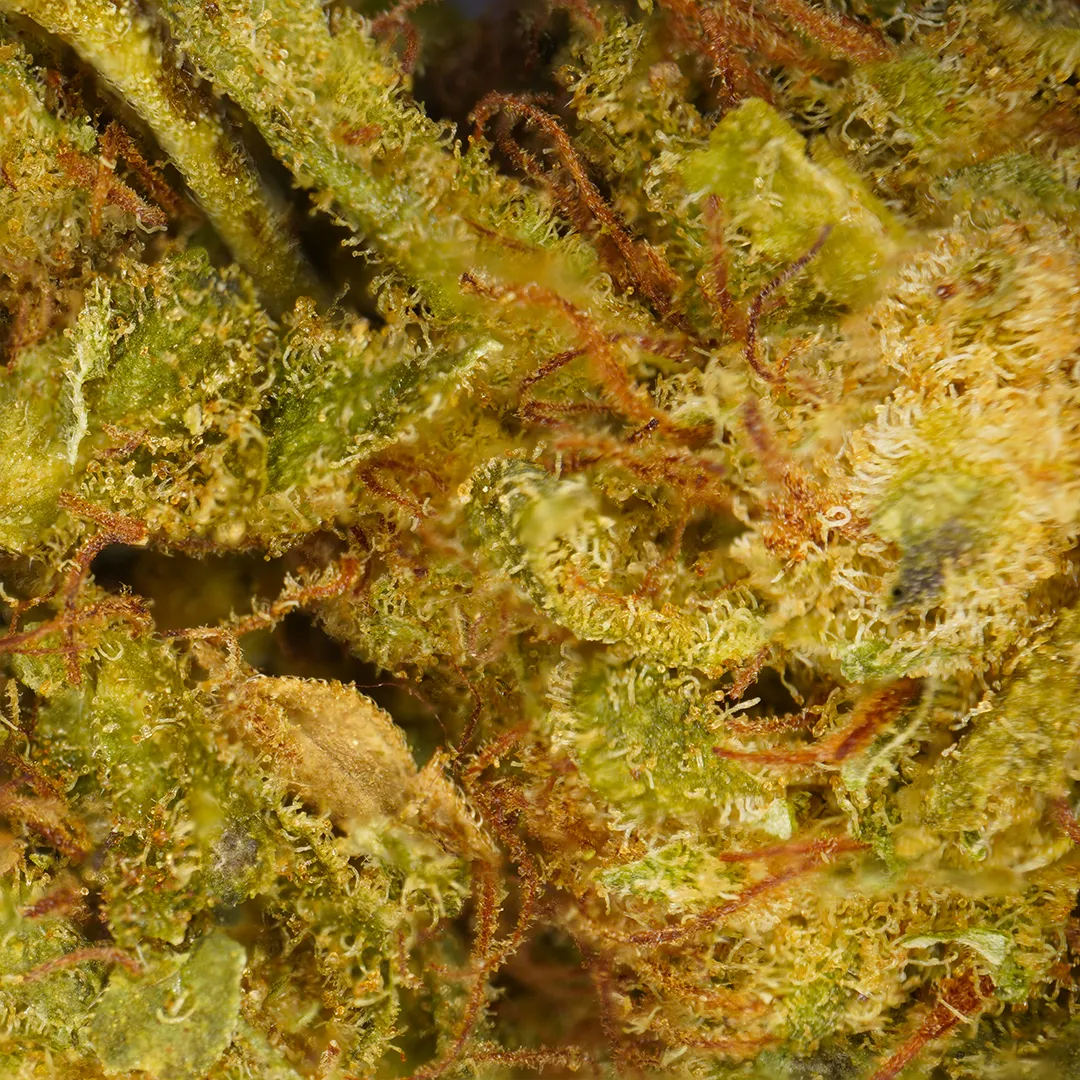LeGrossiste Lemon Haze CBD-blomster 25 g drivhus sitron