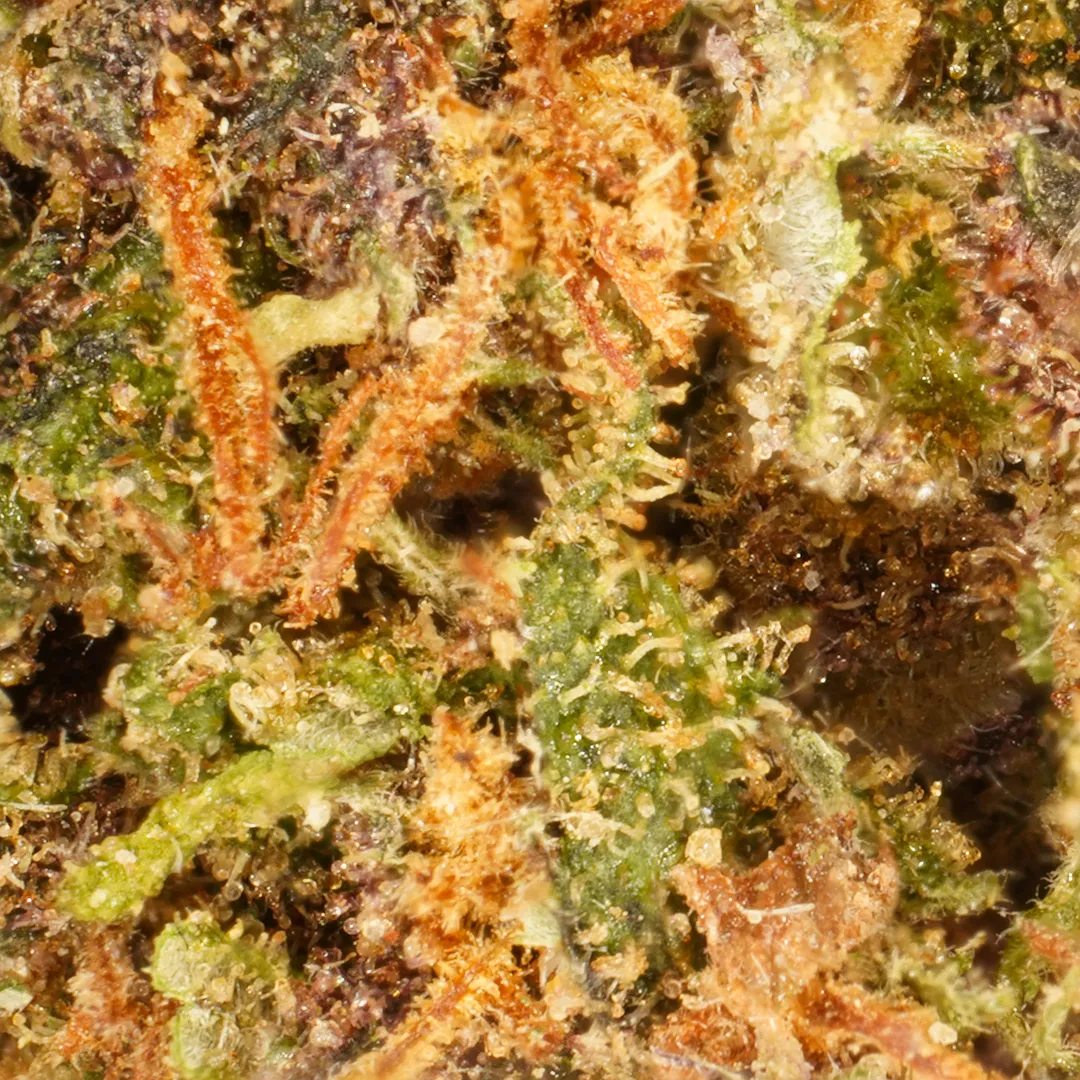 LeGrossiste Purple Haze CBD-blomst 25g småbuds