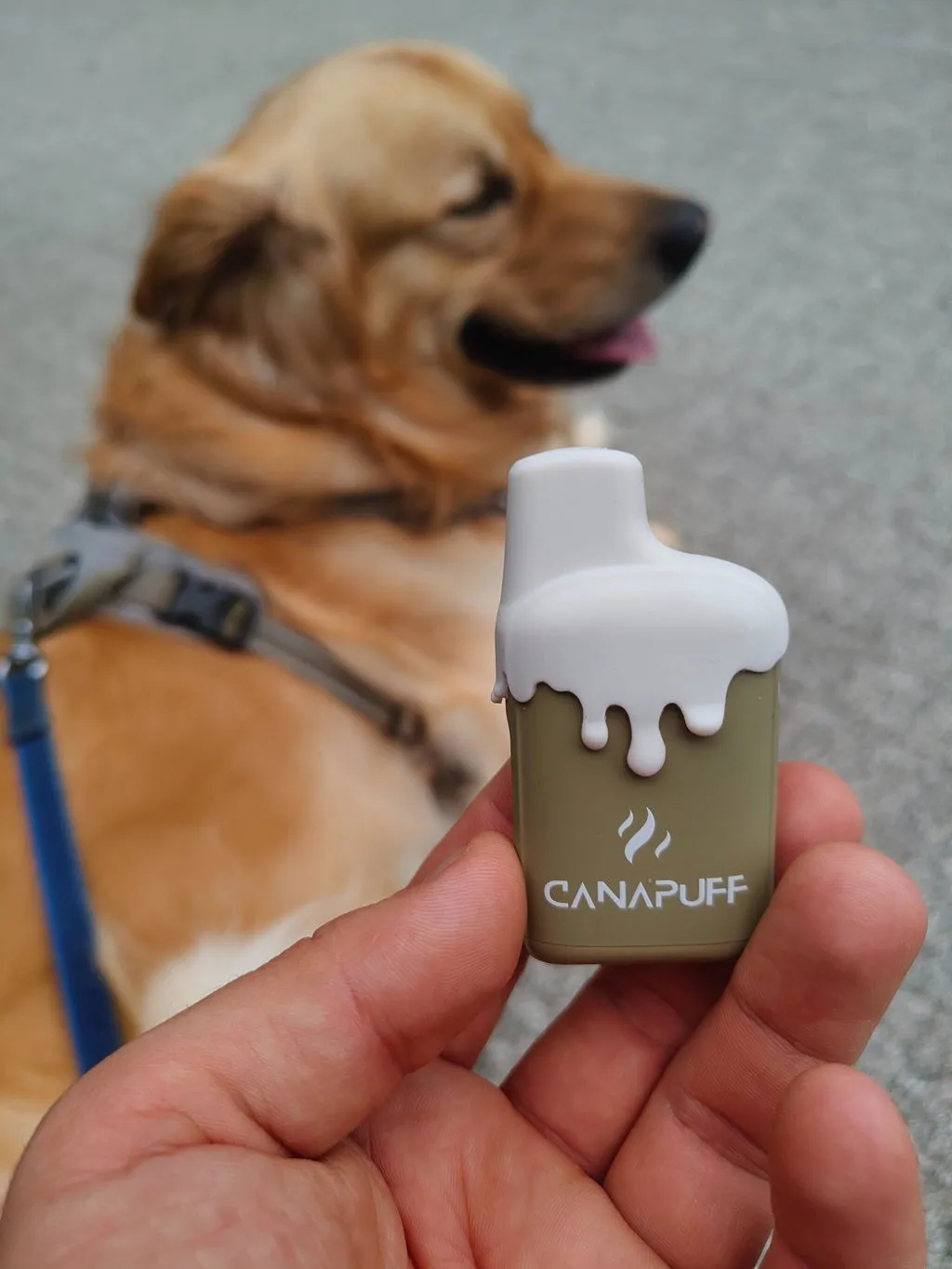 Canapuff 9H-HHC Big Bad Bear XXL vape 2 ml – skogfrisk
