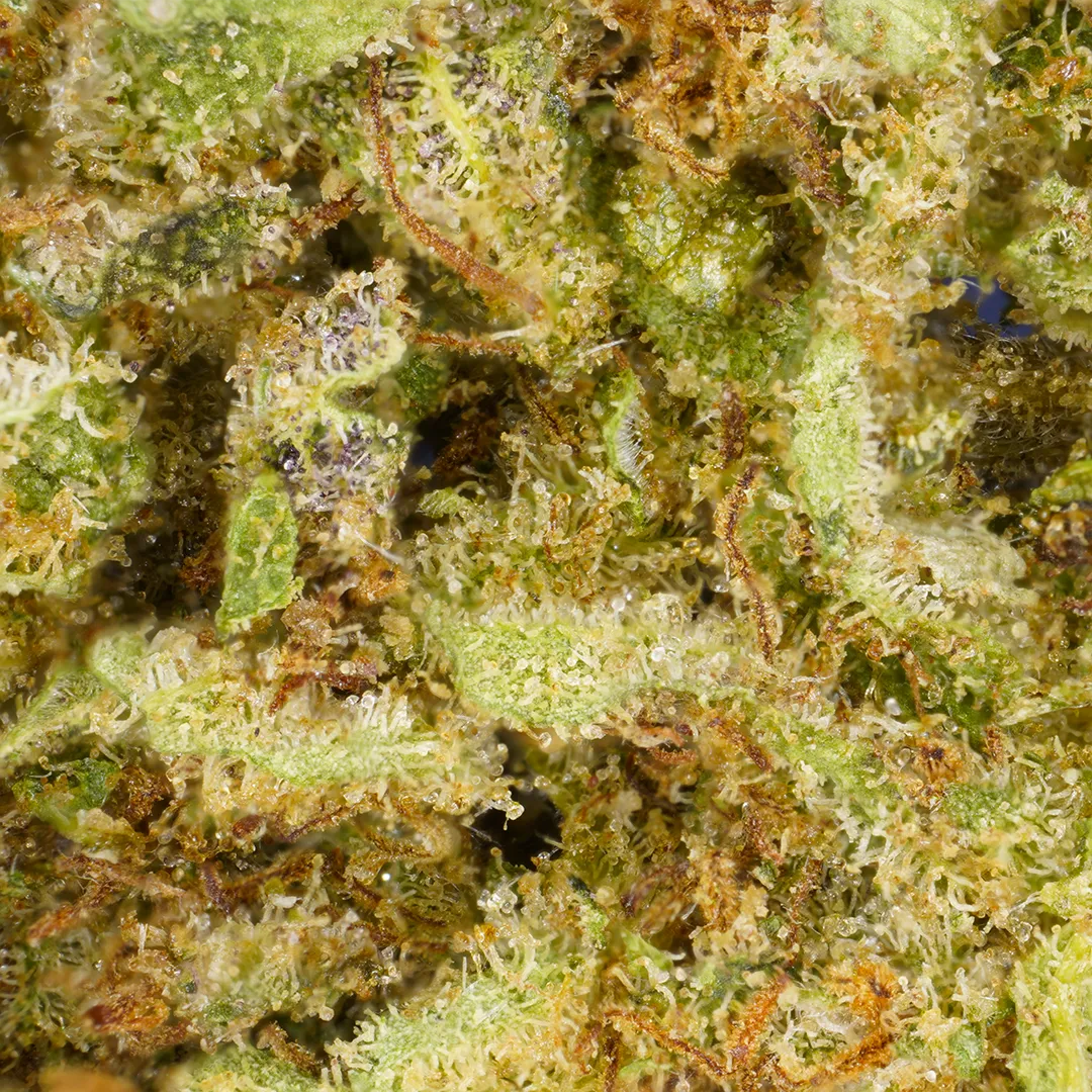 LeGrossiste Critical CBD-blomst indoor 25 gram pepper